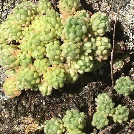 Hétvégi ház El Capricho Águeda del Caudillo