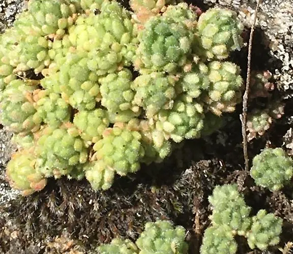 컨트리하우스 El Capricho Águeda del Caudillo