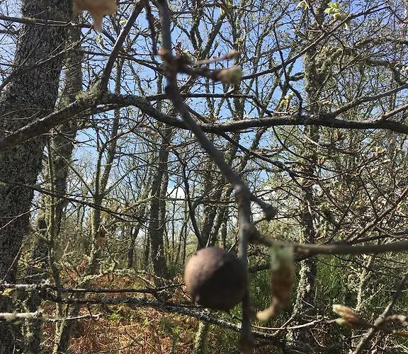 컨트리하우스 El Capricho Águeda del Caudillo