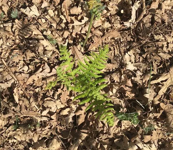 El Capricho * Águeda del Caudillo